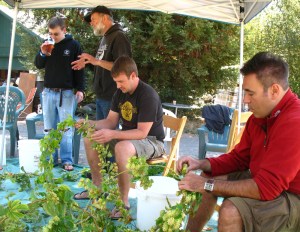 Collecting the hop cones