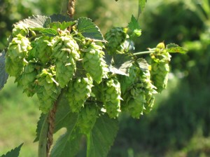 a bunch of hops at Sierra