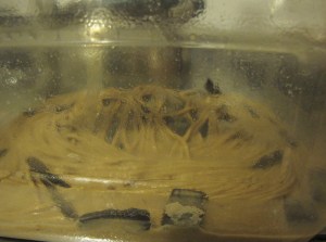 small-pasta-beer-fermenting